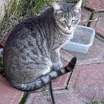 Thumbnail photo of Zinny #3