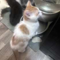 Thumbnail photo of No name #2