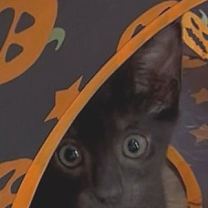 Thumbnail photo of Minnie the Gorgeous Smoke Tabby #4