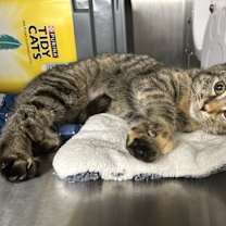 Thumbnail photo of Chassie Trucker #1