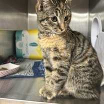 Thumbnail photo of Chassie Trucker #3