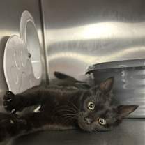 Thumbnail photo of Goulash Stew #1