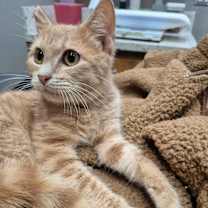 Thumbnail photo of Crimson #1