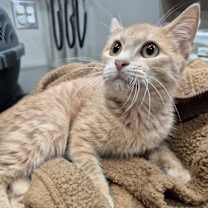 Thumbnail photo of Crimson #2