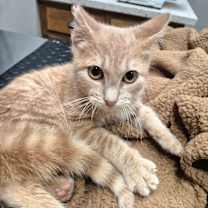 Thumbnail photo of Crimson #3