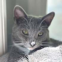 Thumbnail photo of Cowboy #1