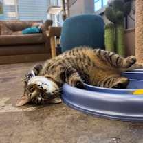 Thumbnail photo of *Tootsie #2