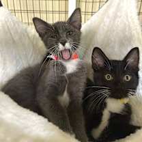 Thumbnail photo of Edward #3