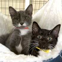 Thumbnail photo of Edward #4