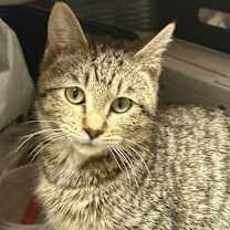 Thumbnail photo of Frosty #1