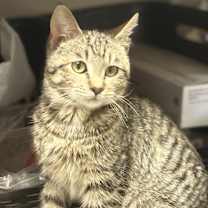 Thumbnail photo of Frosty #2