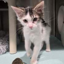 Thumbnail photo of Pipsqueak #2