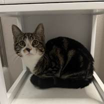 Thumbnail photo of Coco #1