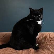 Thumbnail photo of Crescendo #1