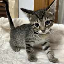 Thumbnail photo of Milo #1