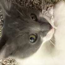 Thumbnail photo of Martin #1