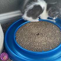 Thumbnail photo of Martin #4