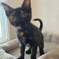 Thumbnail photo of Cinnamon #1