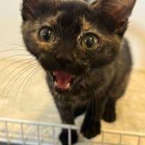 Thumbnail photo of Cinnamon #2