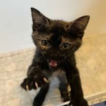 Thumbnail photo of Cinnamon #3