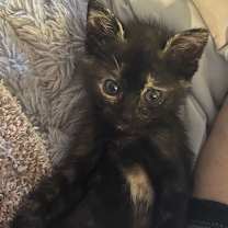 Thumbnail photo of Cinnamon #4