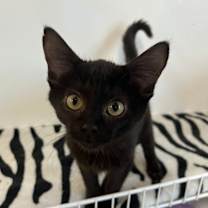 Thumbnail photo of Matilda #1