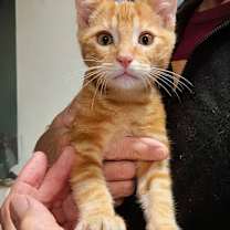 Thumbnail photo of Shark #2