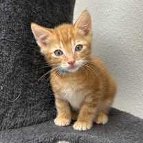 Thumbnail photo of Shark #3