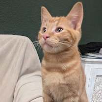 Thumbnail photo of Hoover #2