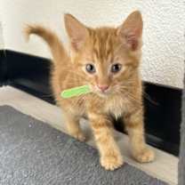 Thumbnail photo of Hoover #3