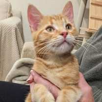 Thumbnail photo of BISSELL #1