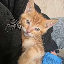 Thumbnail photo of BISSELL #3