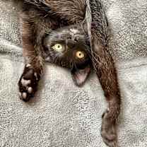 Thumbnail photo of Marcel #1