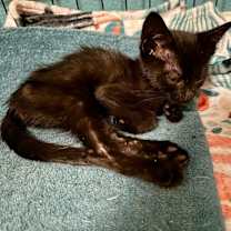 Thumbnail photo of Marcel #2