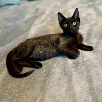 Thumbnail photo of Marcel #3