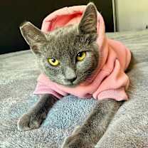 Thumbnail photo of Sasha #1