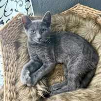 Thumbnail photo of Sasha #2