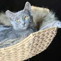 Thumbnail photo of Sasha #3