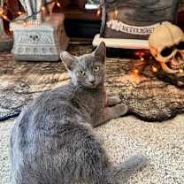 Thumbnail photo of Sasha #4