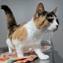 Thumbnail photo of Bell #1