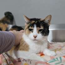 Thumbnail photo of Bell #2