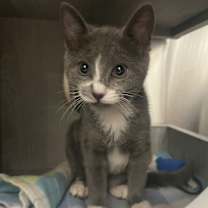 Thumbnail photo of Tinkerblu #1