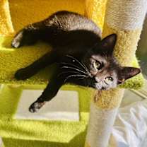 Thumbnail photo of Lola #1