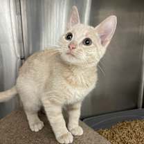 Thumbnail photo of Tyke #2