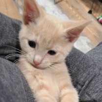 Thumbnail photo of Tyke #4