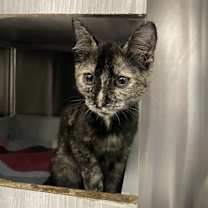 Thumbnail photo of Turtle #1