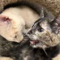 Thumbnail photo of Turtle #3