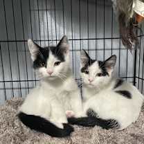 Thumbnail photo of Armin #4