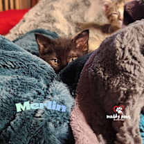 Thumbnail photo of Wizards: Merlin - No Longer Accepting Applications #2