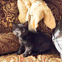 Thumbnail photo of Wizards: Merlin - No Longer Accepting Applications #4